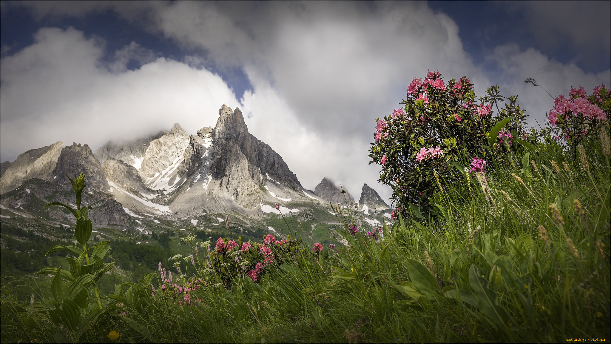 Flowery mountain sect. Горы весной. Пейзаж горы цветы. Весна в горах на рабочий стол. Простор горы.